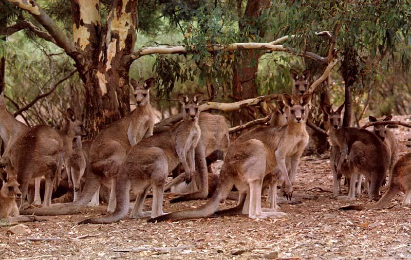 See Kangaroos and other Strange Animals